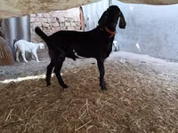 Bode, Nubian Goat — foto 4