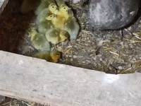 Ducks — photo 1