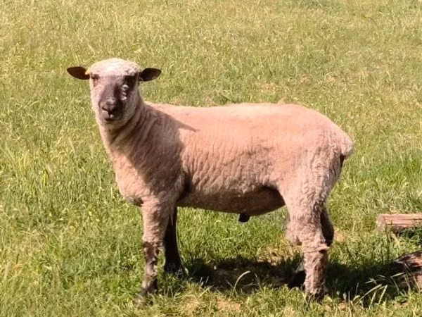 मेढ़ा, Shroshire sheep