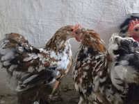कोचीन — फ़ोटो 2