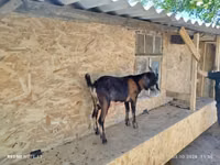 Ziegenbock, Nubian Goat — Foto 2