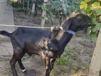 Ziegenbock, Nubian Goat — Foto 2