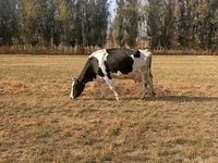 Sigir, Russian Black pied cattle — 1-rasm