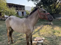 Cal, Tiger horse — foto 3