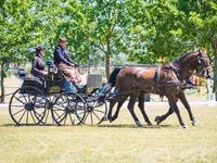 حصان, Hungarian horse breed — الصورة 1