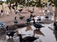 Canard musqué domestique — photo 4