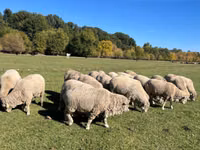 كبش, Australian merinos sheep — الصورة 3