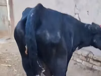 بقرة, Russian Black pied cattle — الصورة 5