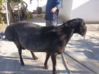 मेढ़ा, भेड़ — फ़ोटो 2