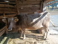 بقرة, Simmental cattle — الصورة 5