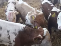 أبقار (دفعة، الجنس غير محدد), Simmental cattle — الصورة 1