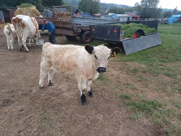 Toro, Vaca Galloway