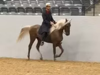 Aygʻir, Rocky Mountain Horse — 3-rasm
