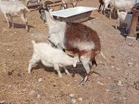 Ziegenbock, Saanen goat — Foto 7