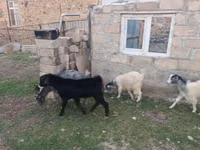 عنزة, الماعز — الصورة 2