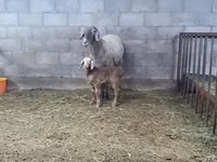 Oaie, Arashan sheep — foto 2