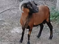Bélier, Cameroon sheep — photo 1