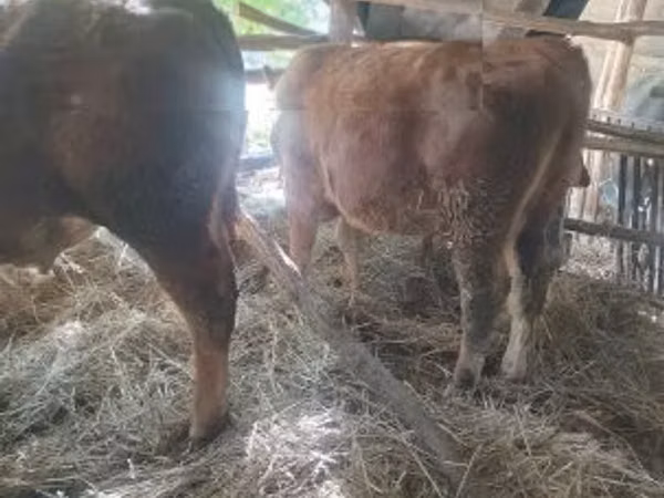 Bull, Limousin cow