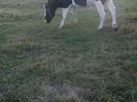 Kuh, Russian Black pied cattle — Foto 3