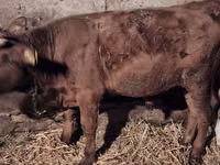 公牛, Simmental cattle — 照片 8