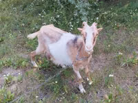 बकरी, Alpine goat — फ़ोटो 2