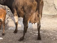 Vacă, Bovine — foto 3