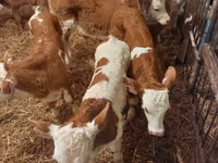 Buqa, Simmental cattle — 5-rasm
