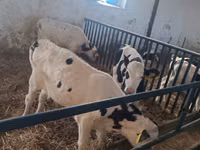 Bulle, Russian Black pied cattle — Foto 4