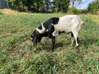 Ziegenbock, Ziegen — Foto 4