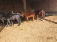 Caballo, Horse breed — foto 4