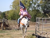 حصان, Quarter Horse — الصورة 6