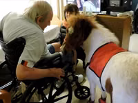 Toychoq, Miniature horse — 7-rasm