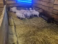Säue, Schweine — Foto 2