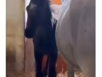 Iapă, Lipizzaner — foto 5