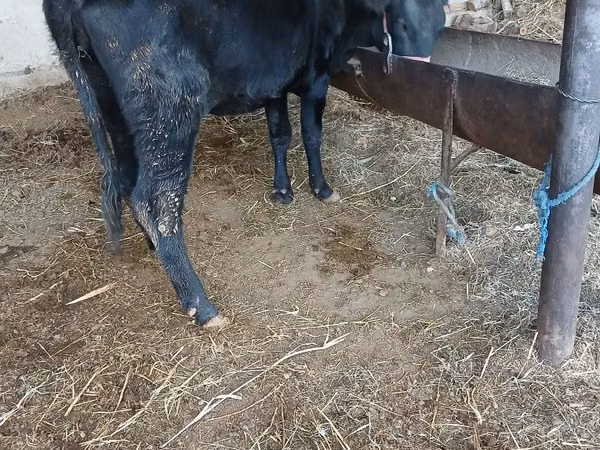 Cow, Cattle