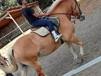 公马, Haflinger — 照片 3