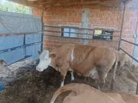 Sigir, French Simmental cattle — 1-rasm