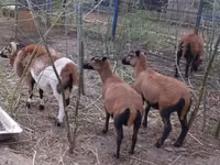 Ram, Cameroon sheep — photo 4