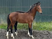 Égua, Dutch warmblood horse — foto 2