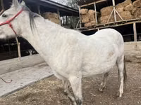 घोड़ी, Tersk horse — फ़ोटो 3