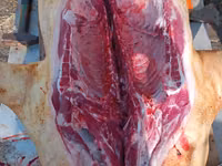 Vind carne de porc de casa crescut cu resturi de la gradinite — 2-rasm