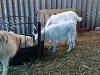 عنزة, Pomellata goat — الصورة 3