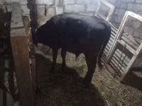 Bulle, Aberdeen-Angus — Foto 1
