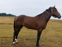 Aygʻir, Otlar — 3-rasm