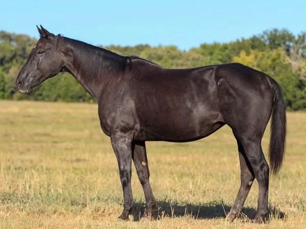 Iapă, Quarter Horse