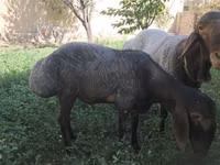 Qoç, Qoyunlar — foto 5