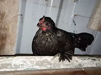Bantam japonez — foto 6