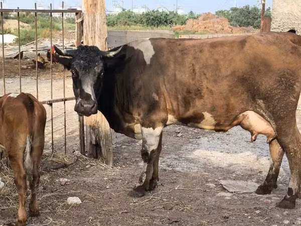 Vacă, Bovine