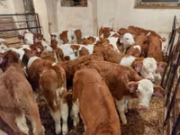 Bulle, Simmental cattle — Foto 2
