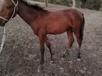 公马, Horses — 照片 3